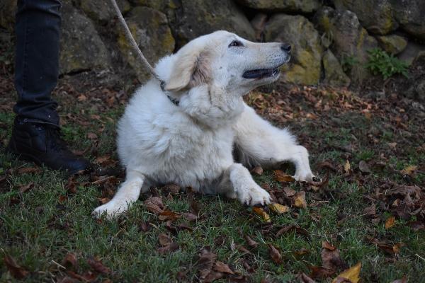 FILOMELA, CAGNOLINA DERIVATO MAREMMANO, TAGLIA MEDIA, DELIZIOSA, BUONA, FESTOSA, AFFETTUOSA, COMPATIBILE CON ALTRI CANI, BRAVA AL GUINZAGLIO Foto 5